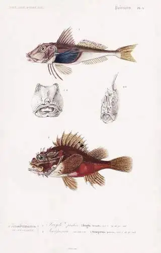 Acanthopterygiens. 1. Trigle perlon (Trigla hirundo) 2. ....(Scorpaena porcus) - Drachenkopf Fisch Fische fish