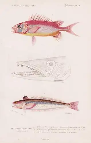 Acanthopterygiens. Percoides 1. Holocentre longipenne (Holocentrum longipenne) 2. .... - Fisch Fische fishes /