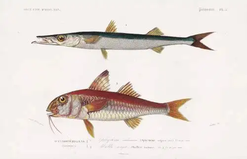 Acanthopterygiens. Percoides 1. Sphyrene ordinaire (Sphyraena vulgaris) 2. Mulle rouget (Mullus barbatus) - Ba