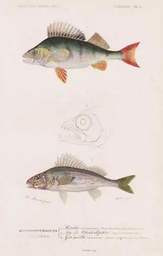 Acanthopterygiens. Percoides 1. Perche commune (Perca fluviatilis) 2. .... - Barsch Fisch Fische fishes / Zool