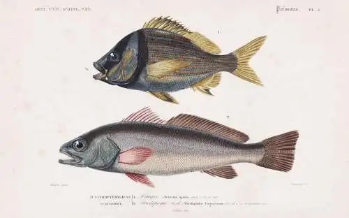 Acanthopterygiens. Scienoides 1. Maigre (Seiaena aquila) 2. Pristipome rodo (Pristipoma virginianum) - Fisch F