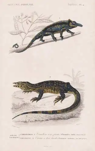 Ordre des Sauriens. Cameleoniens. 1. Cameleon a nex fourchu (Chamaeleo bifidus) 2. ....(Varanus bivittatus) -