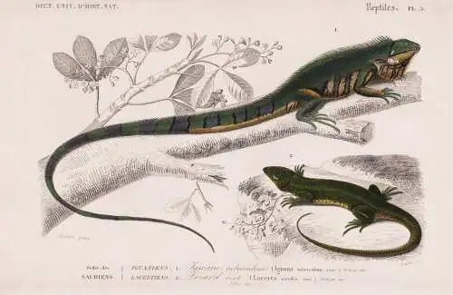 Ordre des Sauriens. Iguaniens. 1. Iguane tuberculeux (Iguana tuberculata) 2. .... - Leguan Eidechse lizard / R