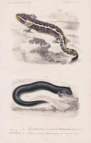 Ordre des Batraciens. 1. Menobranche a raies laterales (Menobranchus lateralis) 2. .... - Lurche Amphibien Amp