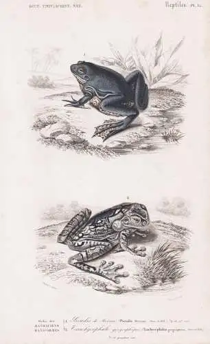 Ordre des Batraciens Raniformens. 1. Pseudis de Merian (Pseudis Merianae) 2. .... - Frosch Frösche frog frogs