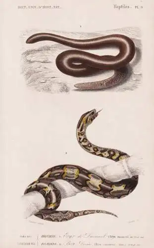 Ordre des Ophidiens. Eryciens. 1. Eryx de Duvaucel (Eryx duvancelii) 2. ....(Boa constrictor) - Viepern vipers