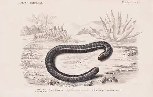 Ordre des Batraciens. Ceciloides. Siphonops annele (Siphonops annulatus) 2. .... - Schleiche snakes Schlangen