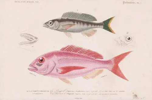 Acanthopterygiens. Sparoides 1. Pagel (Sparus Erythrinus) 2. Piearel (Sparus samaris) - Fisch Fische fishes /