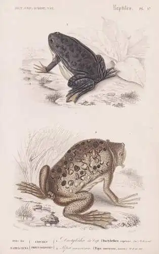 Ordre des Batraciens. Anoures Phrynaglosses. 1. Dactylethre du Cap  (Dactylethra capensis) 2. .... - Frosch Fr