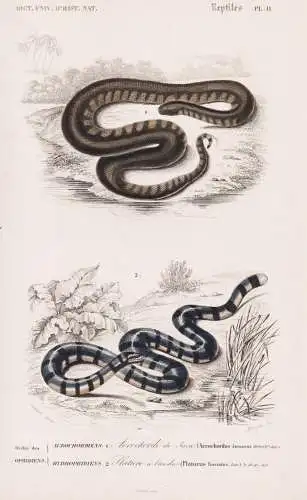 Ordre des Ophidiens. Acrochordiens. 1. Acrochorde de Java (Acrochordus Javanicus) 2. .... - Viepern vipers sna