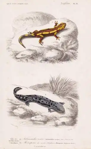 Ordre des Batraciens Urodeles. 1. Salamandre tachetee  (Salamandra maculosa) 2. .... - Feuersalamander Salaman