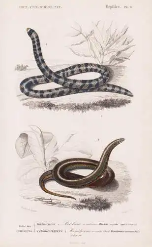 Ordre des Ophidiens. Tortriciens. 1. Rouleau a rubans (Tortrix scytale) 2. .... - Viepern vipers snakes Schlan