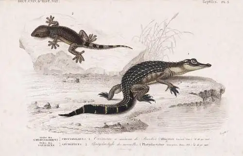 Ordre des Emydosauriens. Ordre des Sauriens. Crocodiliens. 1. Caiman a museau de Brochet (Alligator licius) 2.