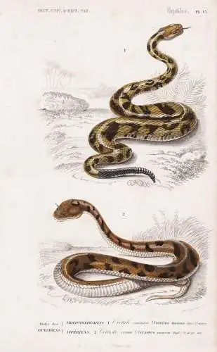 Ordre des Ophidiens. Trigonocephaliens. 1. Crotale commun (Crotalus durissus) 2. .... - Klapperschlange Vieper