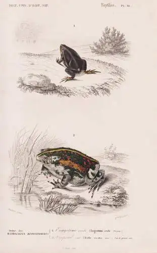 Ordre des Batraciens Bufoniformens. 1. Engystome orale  (Engystoma ovale) 2. .... - Frosch Frösche frog frogs