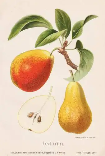 Forellenbirn - Birnen pears poires / Obst fruits / Pomologie pomology / Botanik botany botanical