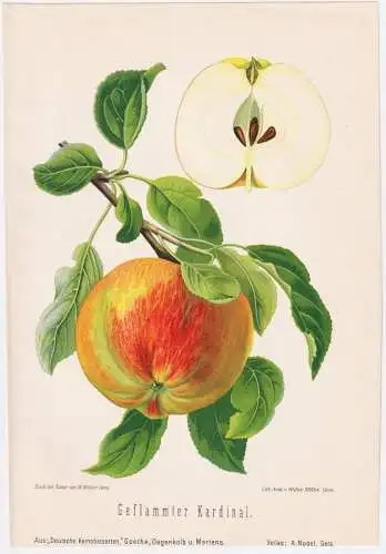 Geflammter Kardinal - Apfel Äpfel apple apples pomme / Obst fruits / Pomologie pomology / Botanik botany bota