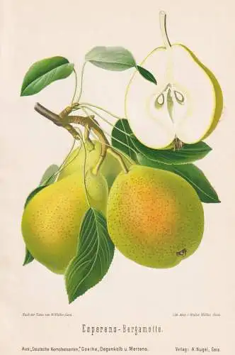 Esperens-Bergamotte - Birnen pears poires / Obst fruits / Pomologie pomology / Botanik botany botanical