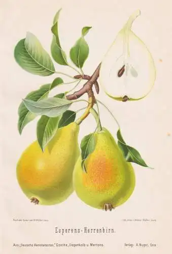 Esperens-Herrenbirn - Birnen pears poires / Obst fruits / Pomologie pomology / Botanik botany botanical