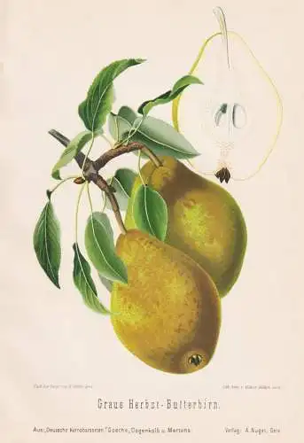 Graue Herbst-Butterbirn - Birnen pears poires / Obst fruits / Pomologie pomology / Botanik botany botanical