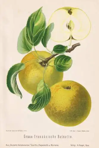 Graue französische Reinette - Renette Apfel Äpfel apple apples pomme / Obst fruits / Pomologie pomology / Bo