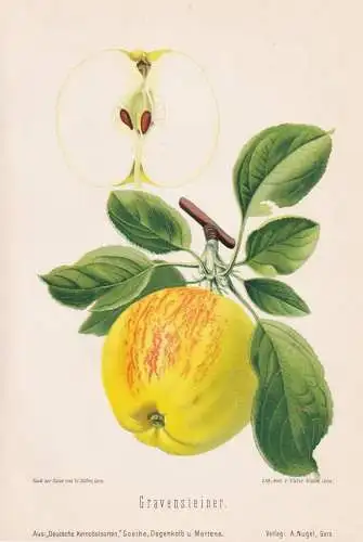 Gravensteiner - Apfel Äpfel apple apples pomme / Obst fruits / Pomologie pomology / Botanik botany botanical