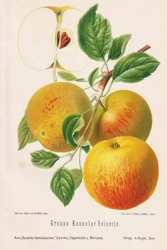 Grosse Kasseler Reinette - Renette Apfel Äpfel apple apples pomme / Obst fruits / Pomologie pomology / Botani