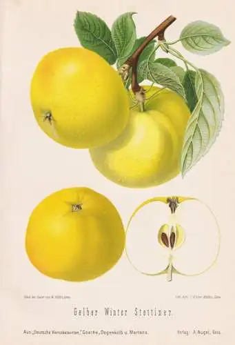 Gelber Winter Stettiner - Apfel Äpfel apple apples pomme / Obst fruits / Pomologie pomology / Botanik botany