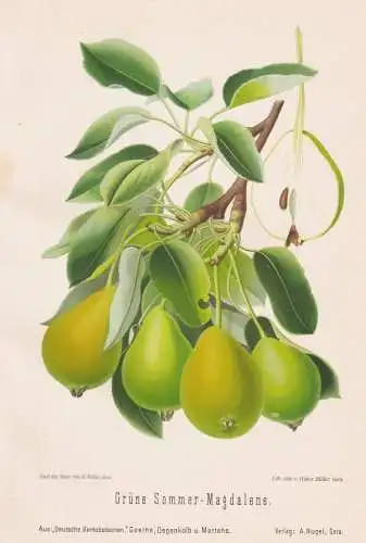 Grüne Sommer-Magdalene - Birnen pears poires / Obst fruits / Pomologie pomology / Botanik botany botanical