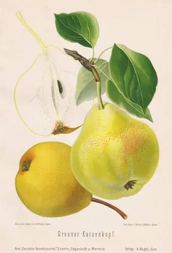 Grosser Katzenkopf - Birnen pears poires / Obst fruits / Pomologie pomology / Botanik botany botanical