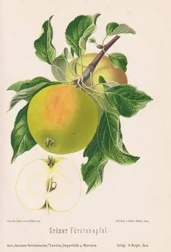 Grüner Fürstenapfel - Apfel Äpfel apple apples pomme / Obst fruits / Pomologie pomology / Botanik botany bo