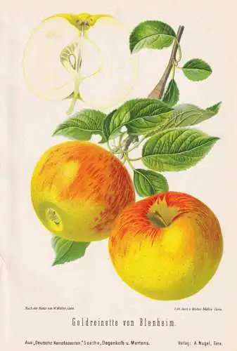 Goldreinette von Blenheim - Goldrenette Apfel Äpfel apple apples pomme / Obst fruits / Pomologie pomology / B