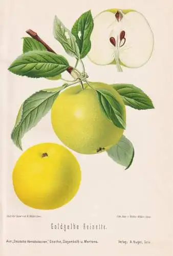 Goldgelbe Reinette - Renette Apfel Äpfel apple apples pomme / Obst fruits / Pomologie pomology / Botanik bota