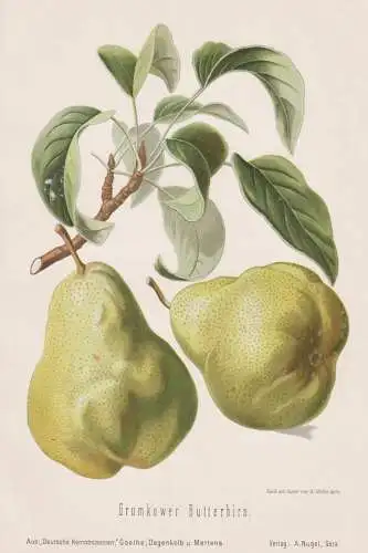 Grumkower Butterbirn - Birnen pears poires / Obst fruits / Pomologie pomology / Botanik botany botanical