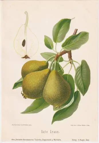 Gute Graue - Birnen pears poires / Obst fruits / Pomologie pomology / Botanik botany botanical