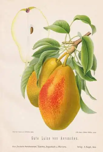 Gute Luise von Avranches - Birnen pears poires / Obst fruits / Pomologie pomology / Botanik botany botanical