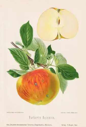 Harberts Reinette - Renette Apfel Äpfel apple apples pomme / Obst fruits / Pomologie pomology / Botanik botan