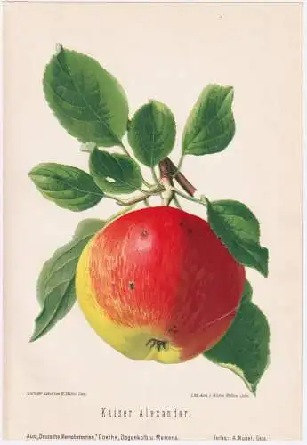 Kaiser Alexander - Apfel Äpfel apple apples pomme / Obst fruits / Pomologie pomology / Botanik botany botanic