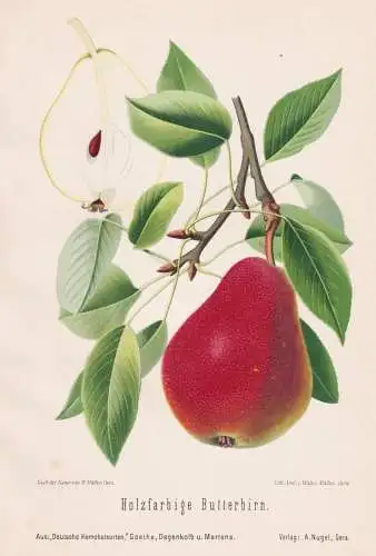 Holzfarbige Butterbirn - Birnen pears poires / Obst fruits / Pomologie pomology / Botanik botany botanical