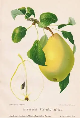 Hardenponts Winterbutterbirn - Birnen pears poires / Obst fruits / Pomologie pomology / Botanik botany botanic