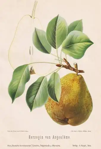 Herzogin von Angouleme - Birnen pears poires / Obst fruits / Pomologie pomology / Botanik botany botanical