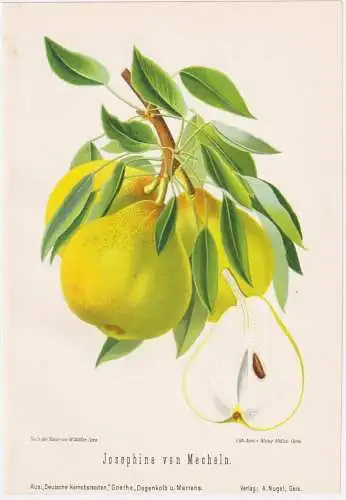 Josephine von Mecheln - Birnen pears poires / Obst fruits / Pomologie pomology / Botanik botany botanical