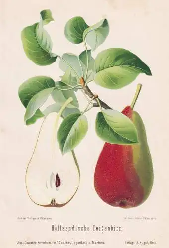 Hollaendische Feigenbirn - Birnen pears poires / Obst fruits / Pomologie pomology / Botanik botany botanical