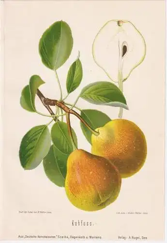 Kuhfuss - Birnen pears poires / Obst fruits / Pomologie pomology / Botanik botany botanical