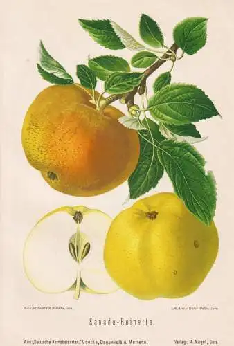 Kanada-Reinette - Renette Apfel Äpfel apple apples pomme / Obst fruits / Pomologie pomology / Botanik botany