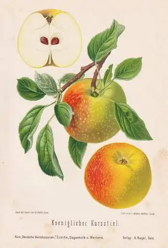 Koeniglicher Kurzstiel. - Apfel Äpfel apple apples pomme / Obst fruit / Pomologie pomology / Botanik botany b