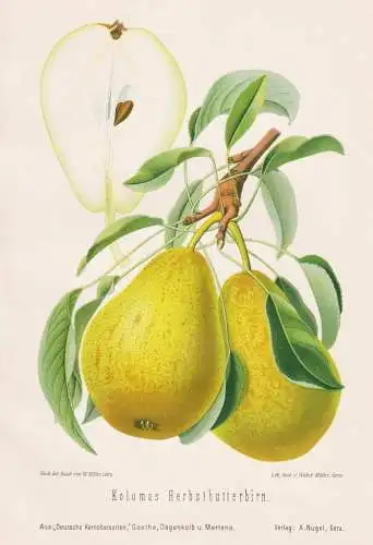Kolomas Herbstbutterbirn - Birnen pears poires / Obst fruits / Pomologie pomology / Botanik botany botanical