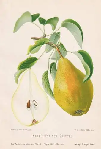 Koestliche von Charneu - Birnen pears poires / Obst fruits / Pomologie pomology / Botanik botany botanical