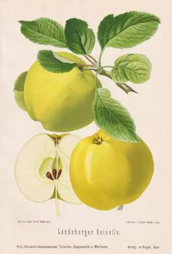 Landsberger Reinette - Renette Apfel Äpfel apple apples pomme / Obst fruits / Pomologie pomology / Botanik bo