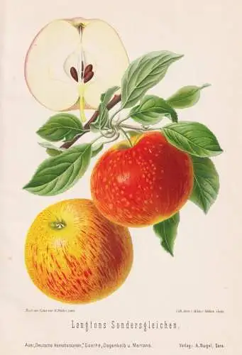 Langtons Sondersgleichen - Apfel Äpfel apple apples pomme / Obst fruits / Pomologie pomology / Botanik botany